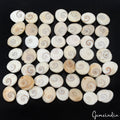 970 Ct Natural Gomti Chakra Shiva Eye Shell Loose Wholesale Loose Gemstone Lot