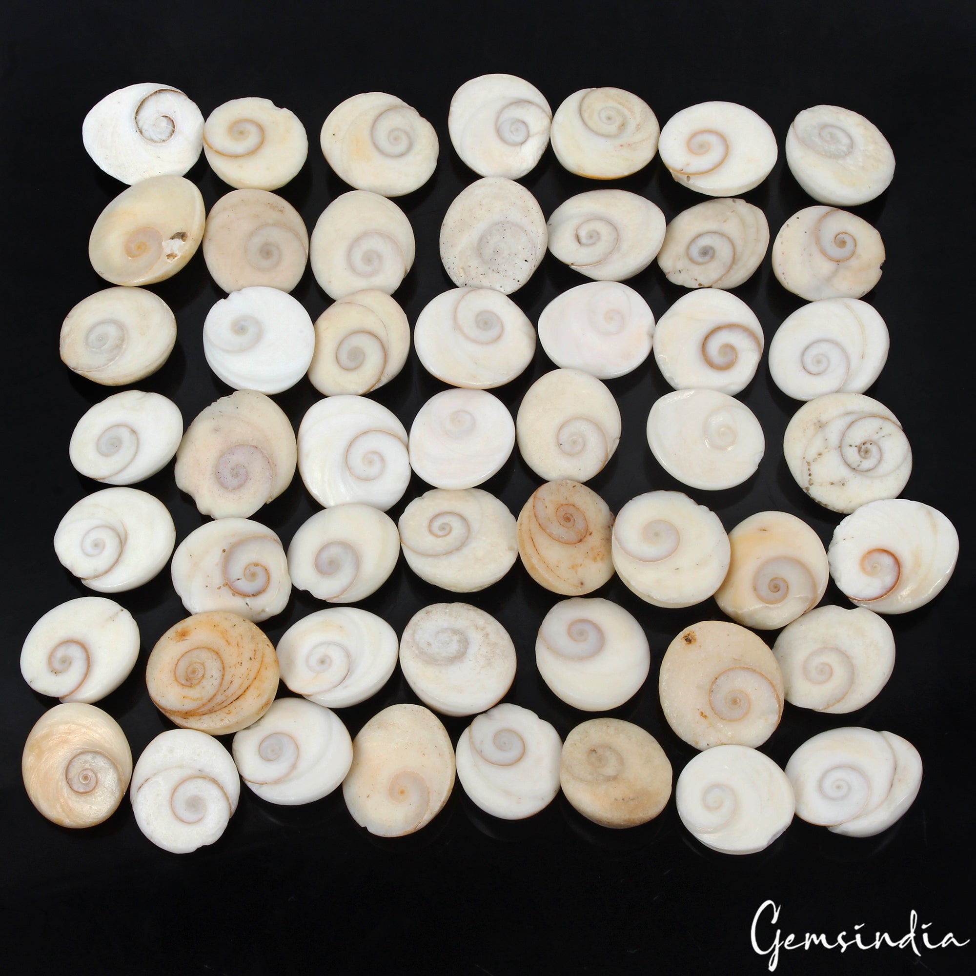 970 Ct Natural Gomti Chakra Shiva Eye Shell Loose Wholesale Loose Gemstone Lot