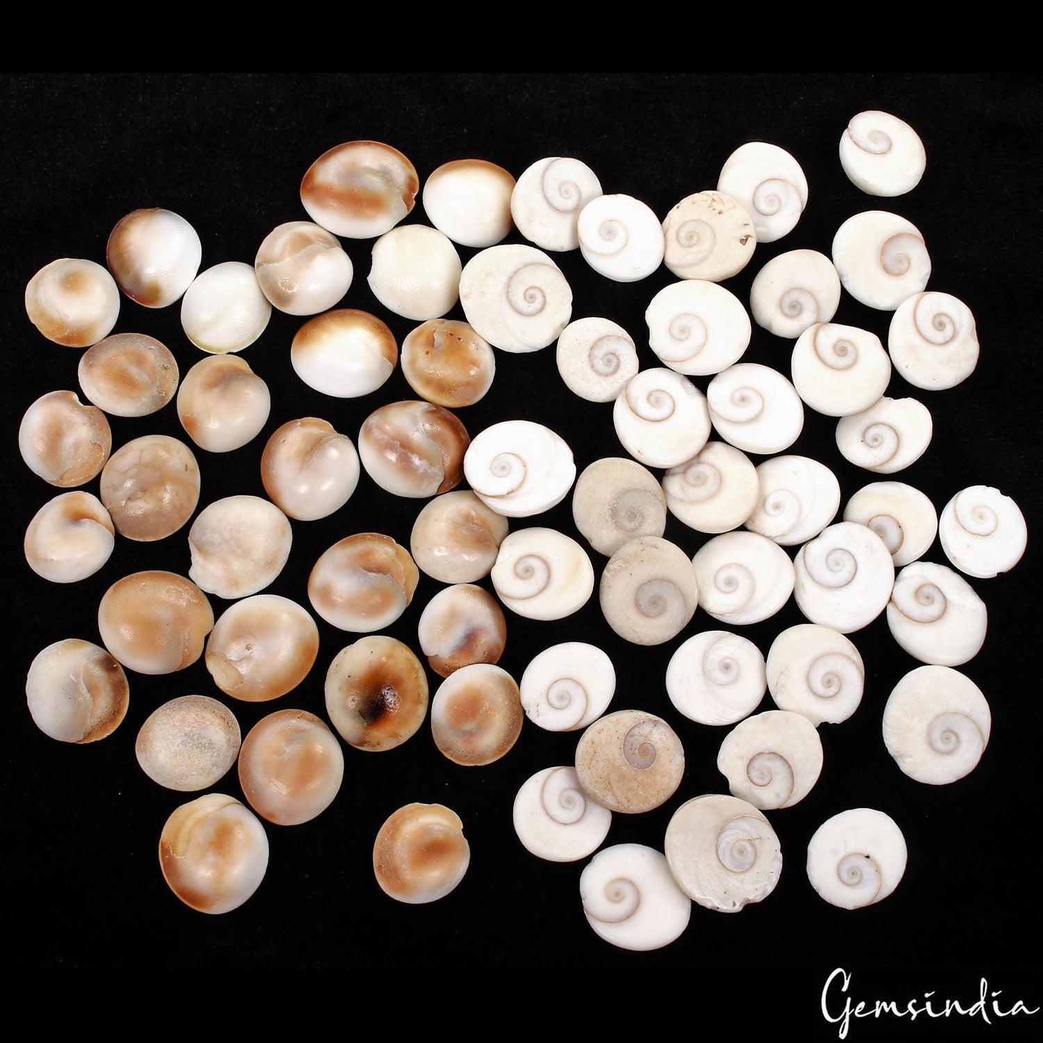 1000 Ct/66 Pcs Natural Untreated Gomti Chakra Shiva Eye Shell Cab Loose Gems Lot