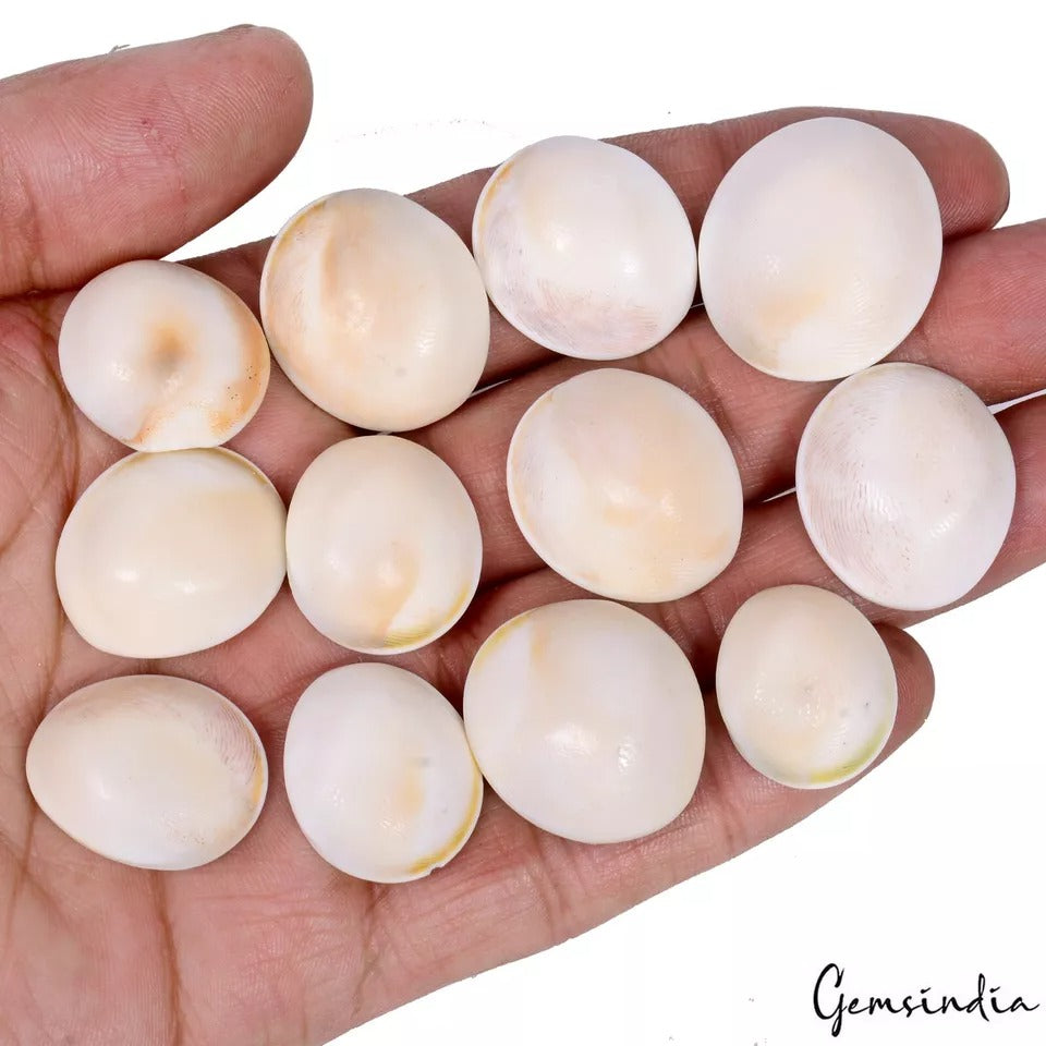 Gomti Chakra Lot, Cabochon, Untreated — 12 Pieces, 20mm to 27mm, 300 Ct