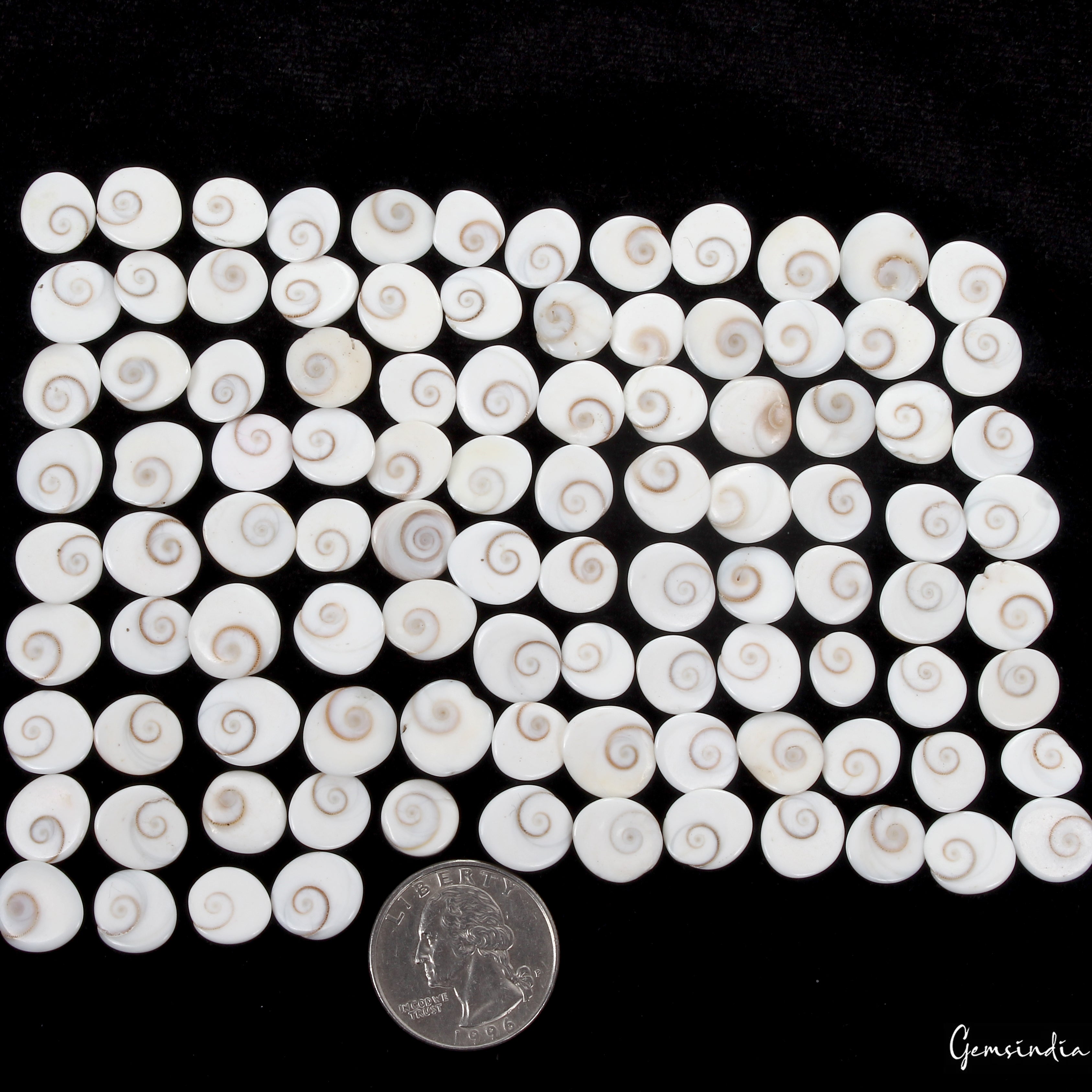 300 Ct/100 Pcs Natural Gomti Chakra Shiva Eye Shell Cab Loose Wholesale Gems Lot