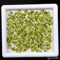 Natural Green Peridot 6mmx4mm Pear Cut Faceted Loose AAA Quality Gemstone 42 Cts