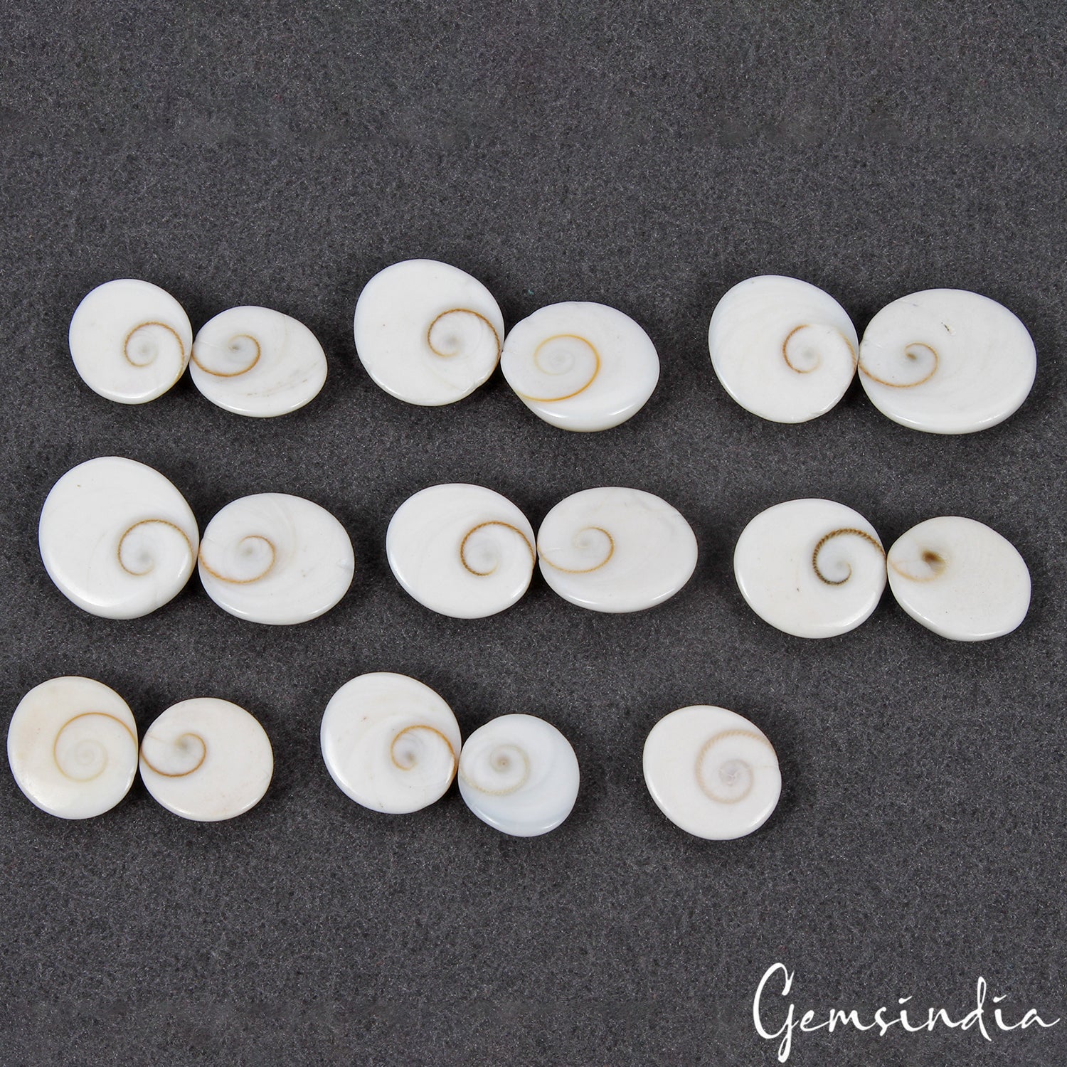 17 Pcs Natural Gomti Chakra 13mm-19mm Exclusive Top Quality Untreated Gemstones