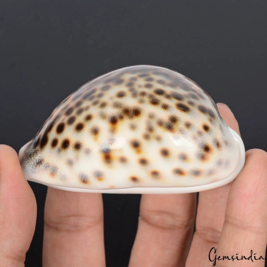 2.8” Cypraea Tigris Spotted Large Seashell Conch Craft Beach Decor Cowrie Shell