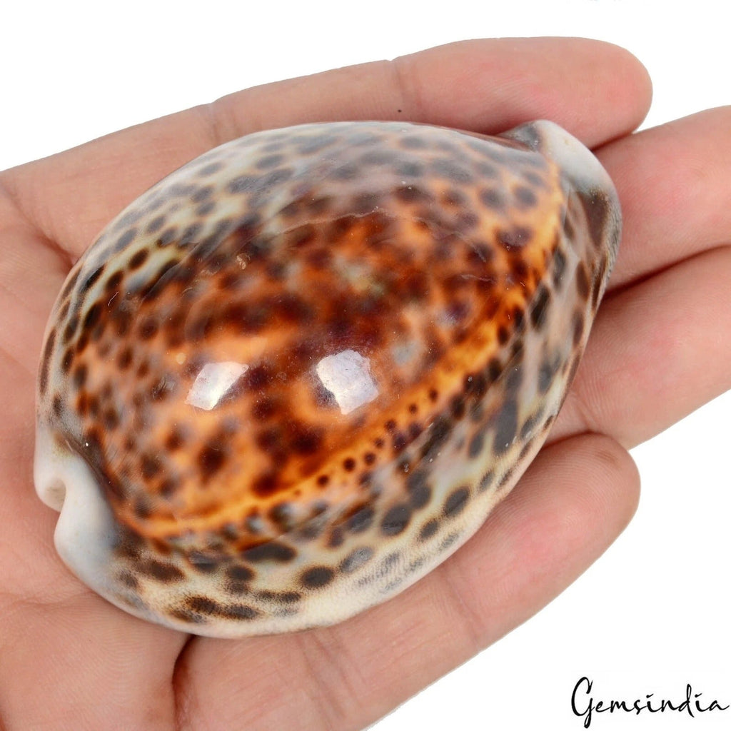 2.8” Cypraea Tigris Spotted Large Seashell Conch Craft Beach Decor Cowrie Shell