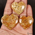 Coral Lot, Cabochon, Untreated — 3 Pieces, 32mm to 40mm, 300 Ct, Madagascar