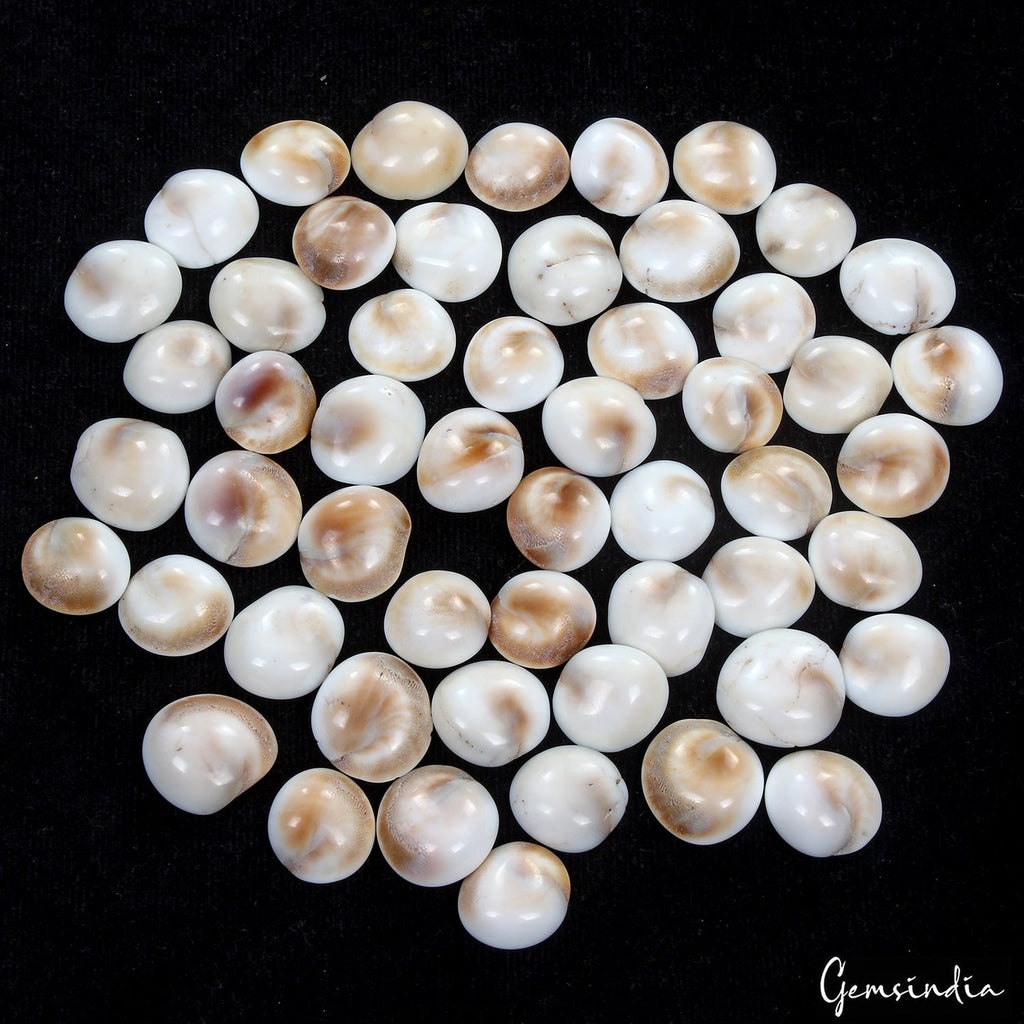 500 Ct/53 Pcs Natural Untreated Gomti Chakra Shiva Eye Shell Cab Loose Gems Lot