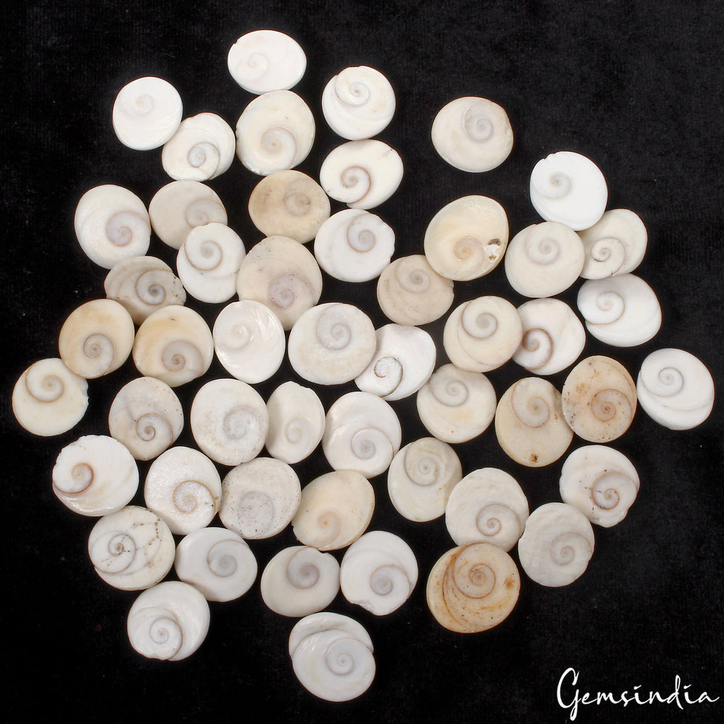 970 Ct Natural Gomti Chakra Shiva Eye Shell Loose Wholesale Loose Gemstone Lot