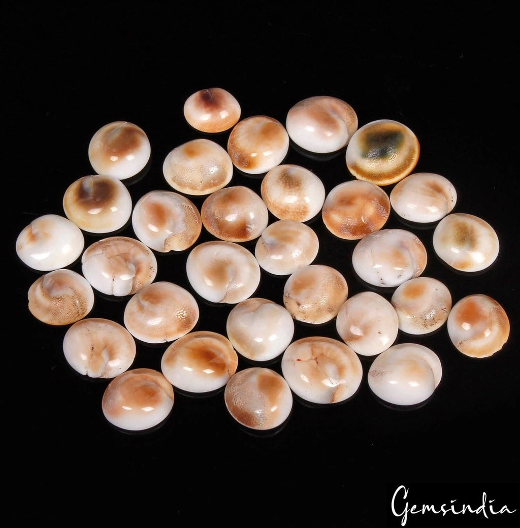 225 Ct/31 Pcs Natural Gomti Chakra Shiva Eye Shell Cab Loose Wholesale Gemstones