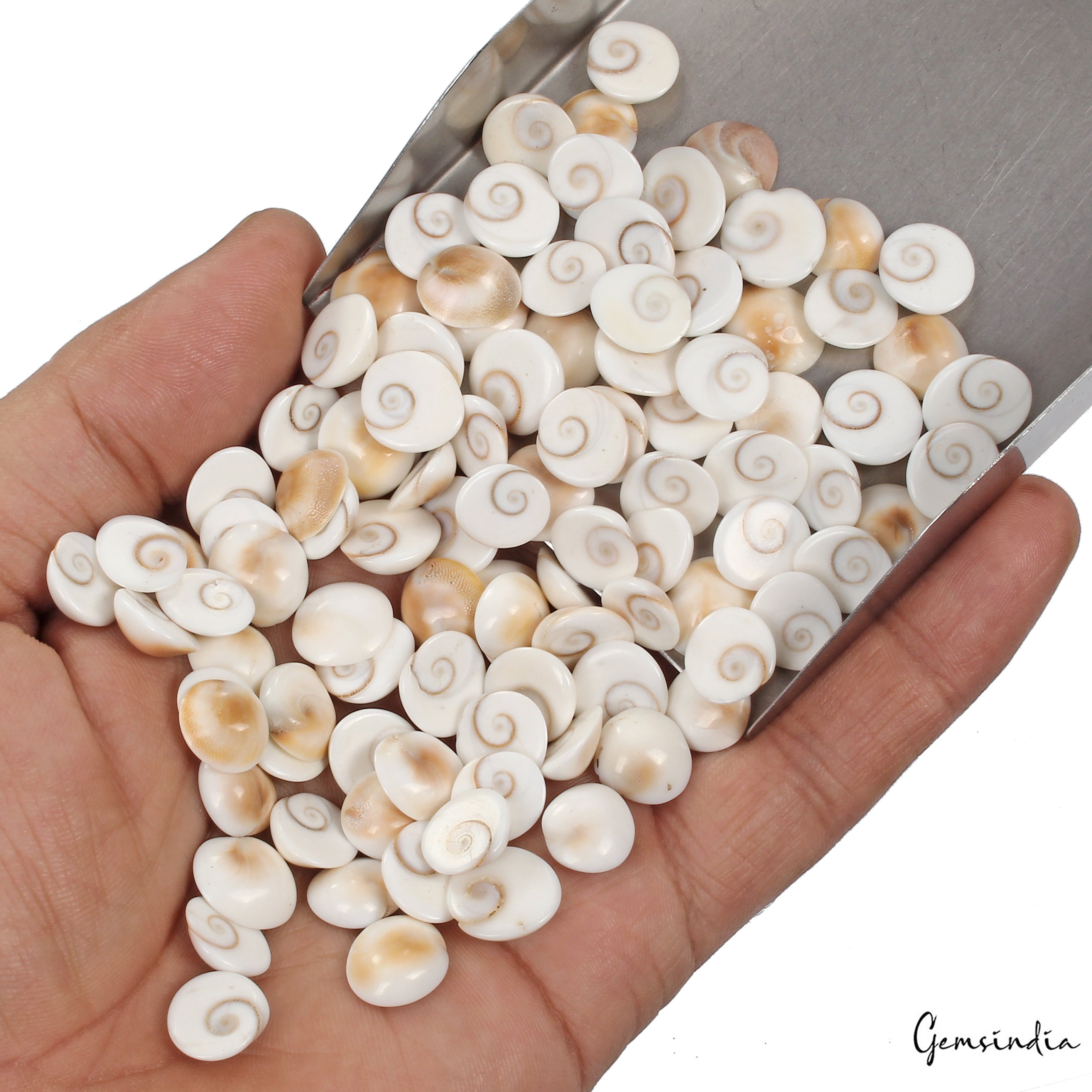 300 Ct/100 Pcs Natural Gomti Chakra Shiva Eye Shell Cab Loose Wholesale Gems Lot