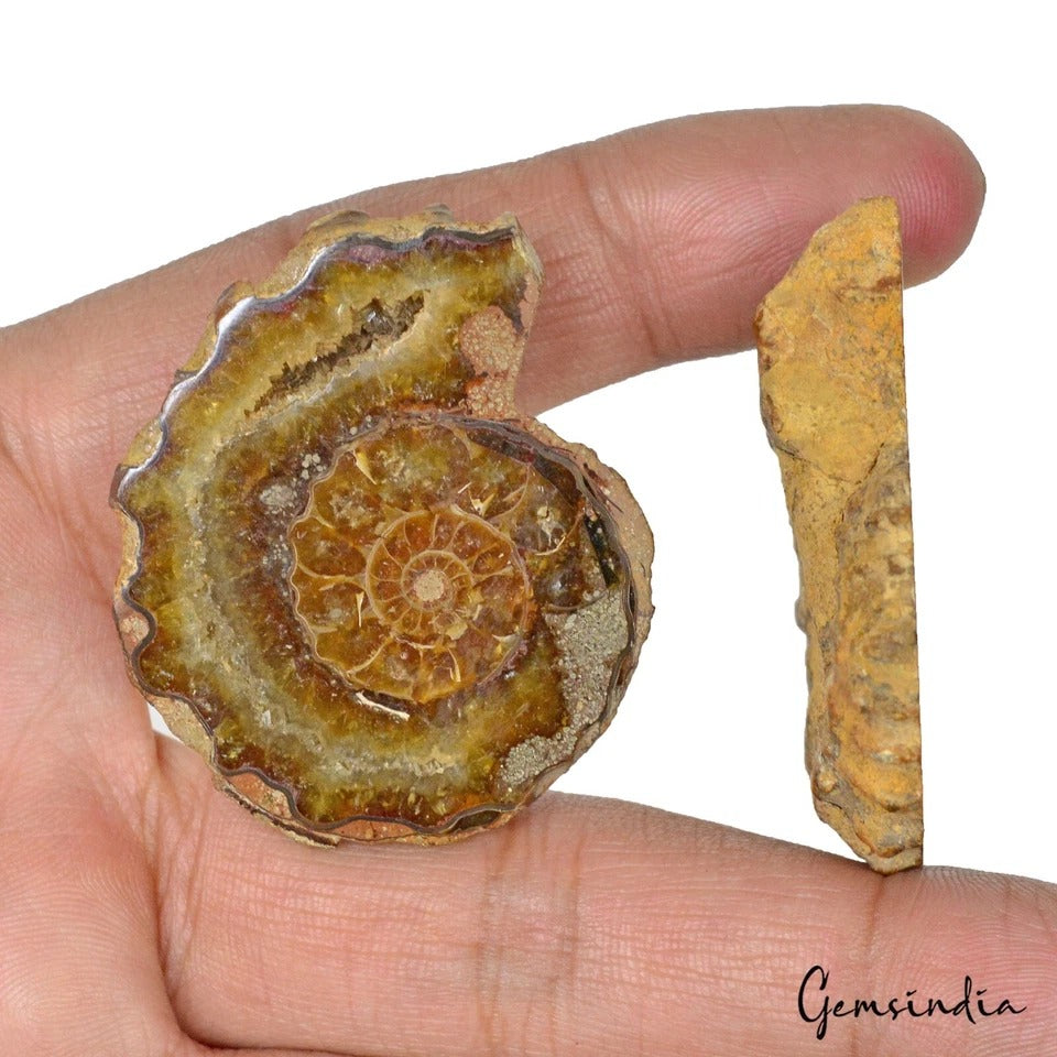 217 Ct Natural Untreated Brown Ammonite Fossil Cab Loose Jewelry Gemstones 2 Pcs