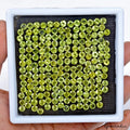 Peridot Lot, Loose Gemstone, Round Cut, Untreated — 190 Pieces, 4mm to 5mm, 98.20 Ct
