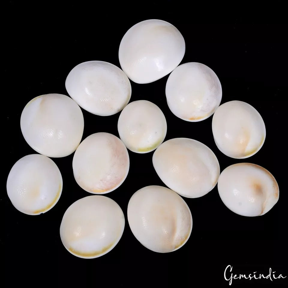 Gomti Chakra Lot, Cabochon, Untreated — 12 Pieces, 20mm to 27mm, 300 Ct