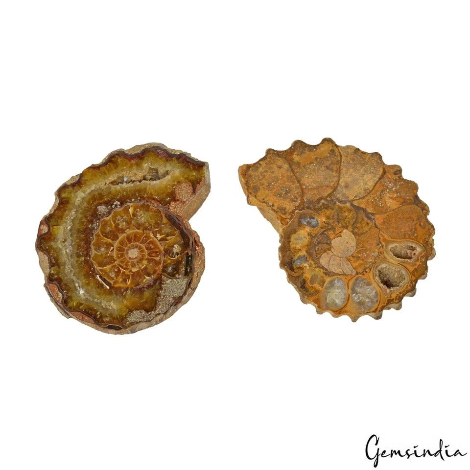 217 Ct Natural Untreated Brown Ammonite Fossil Cab Loose Jewelry Gemstones 2 Pcs