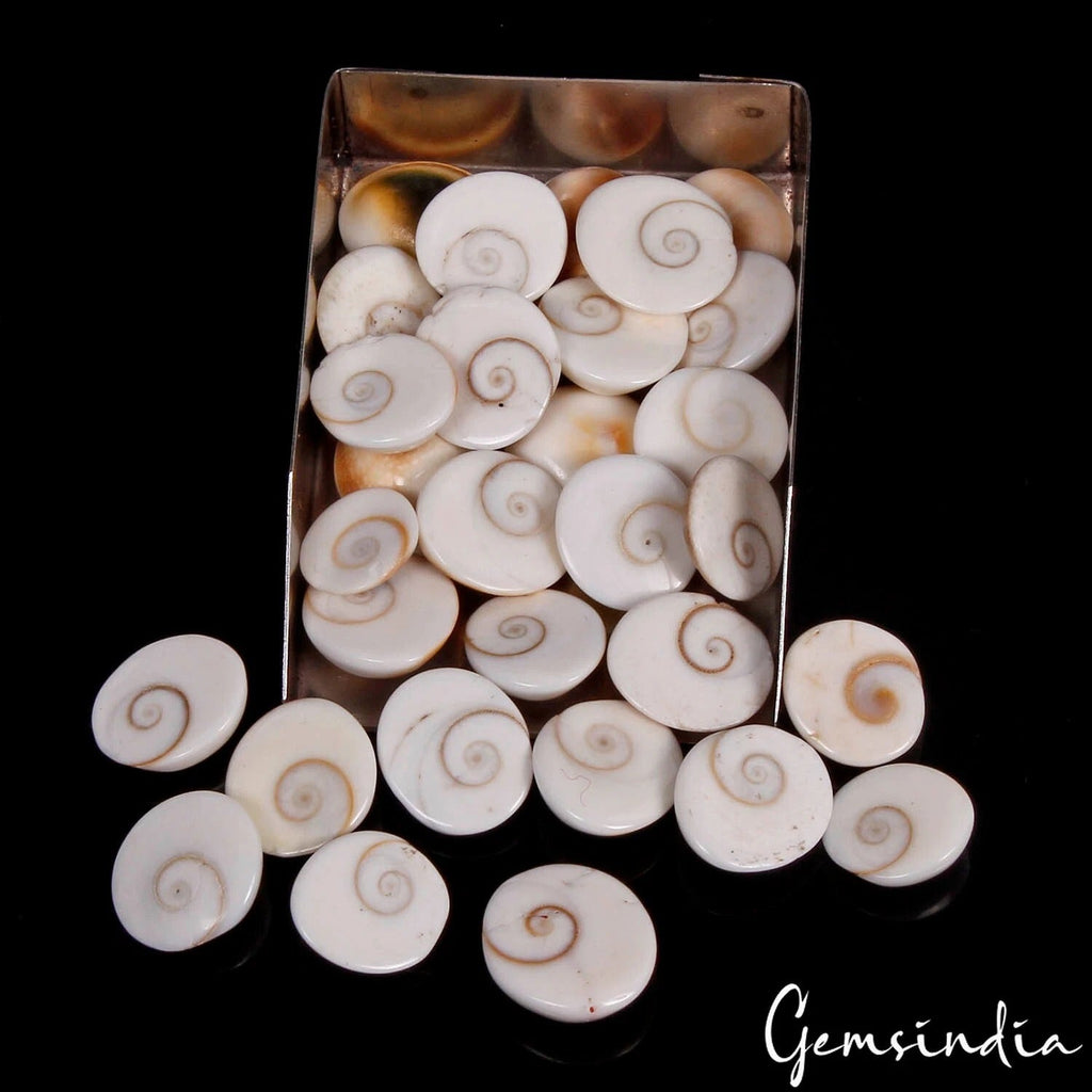 225 Ct/31 Pcs Natural Gomti Chakra Shiva Eye Shell Cab Loose Wholesale Gemstones