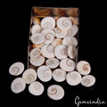 225 Ct/31 Pcs Natural Gomti Chakra Shiva Eye Shell Cab Loose Wholesale Gemstones