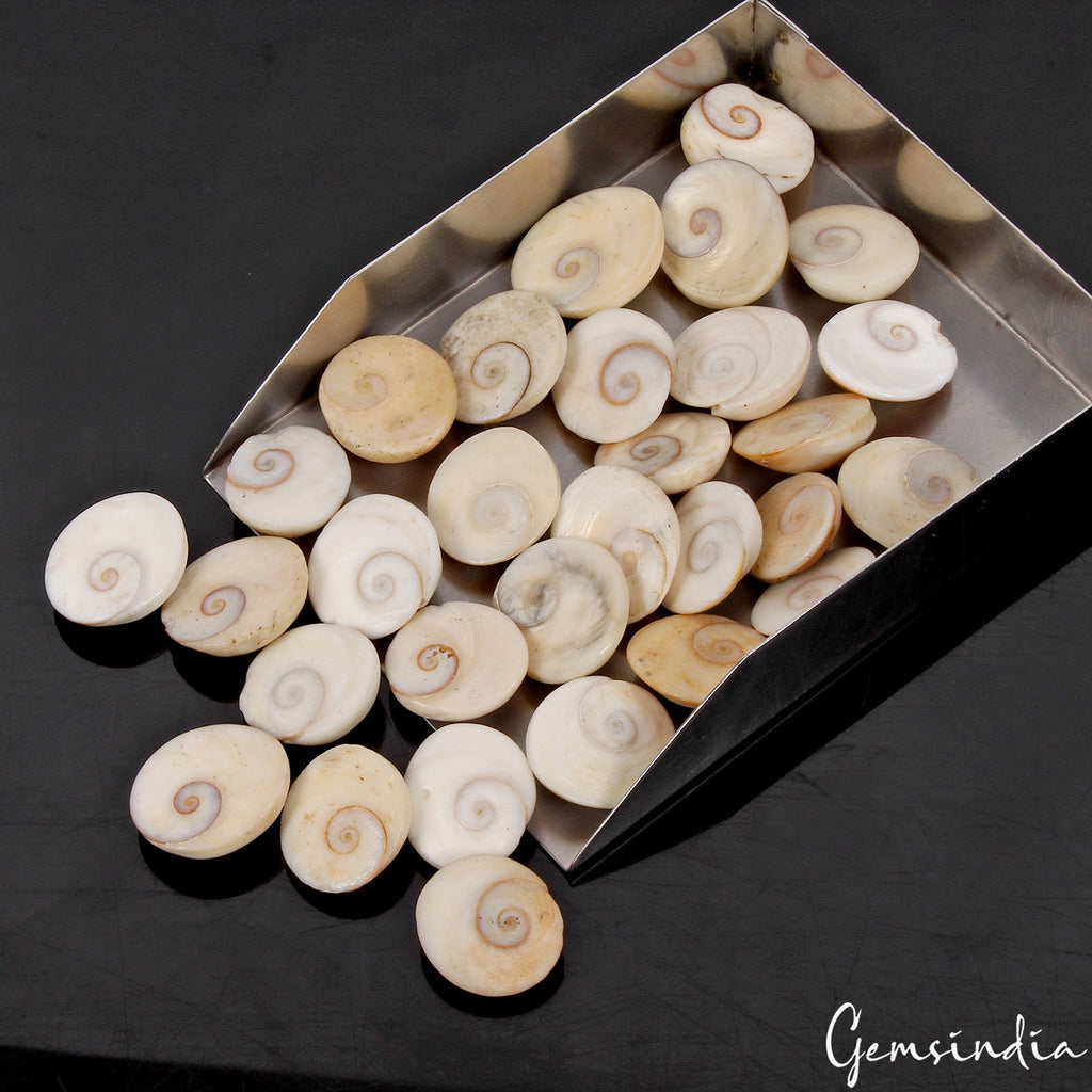 30 Pcs 760 Ct Untreated Natural Gomti Chakra Shiva Eye Shell Cab Loose Gemstones
