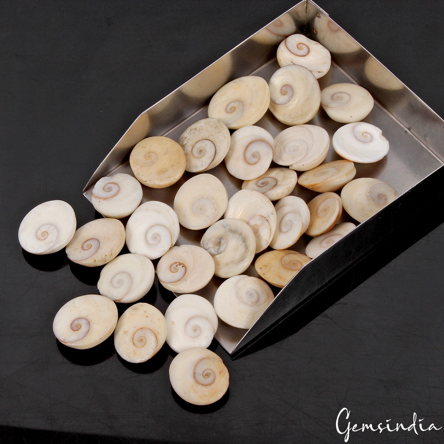 30 Pcs 760 Ct Untreated Natural Gomti Chakra Shiva Eye Shell Cab Loose Gemstones