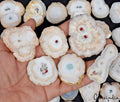 2500 Cts Natural Solar Quartz Loose Designer Wholesale Gemstones Lot ~26 Pcs