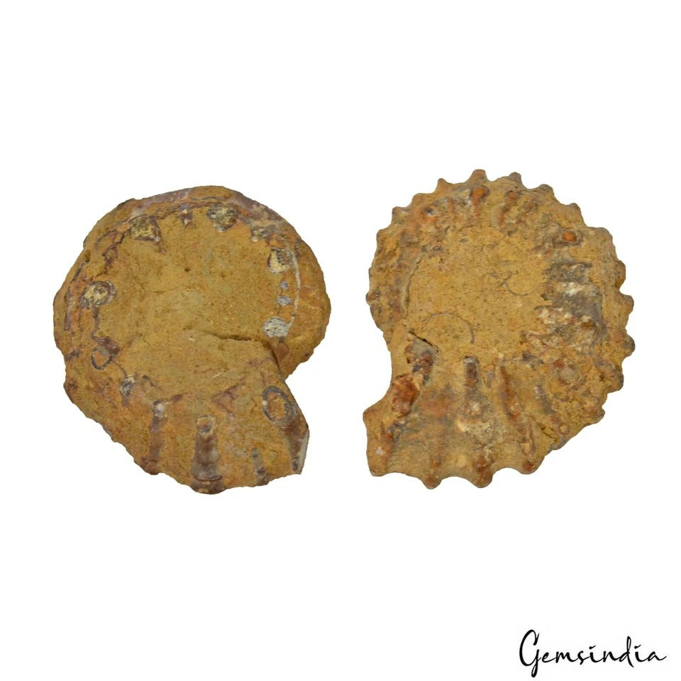 217 Ct Natural Untreated Brown Ammonite Fossil Cab Loose Jewelry Gemstones 2 Pcs