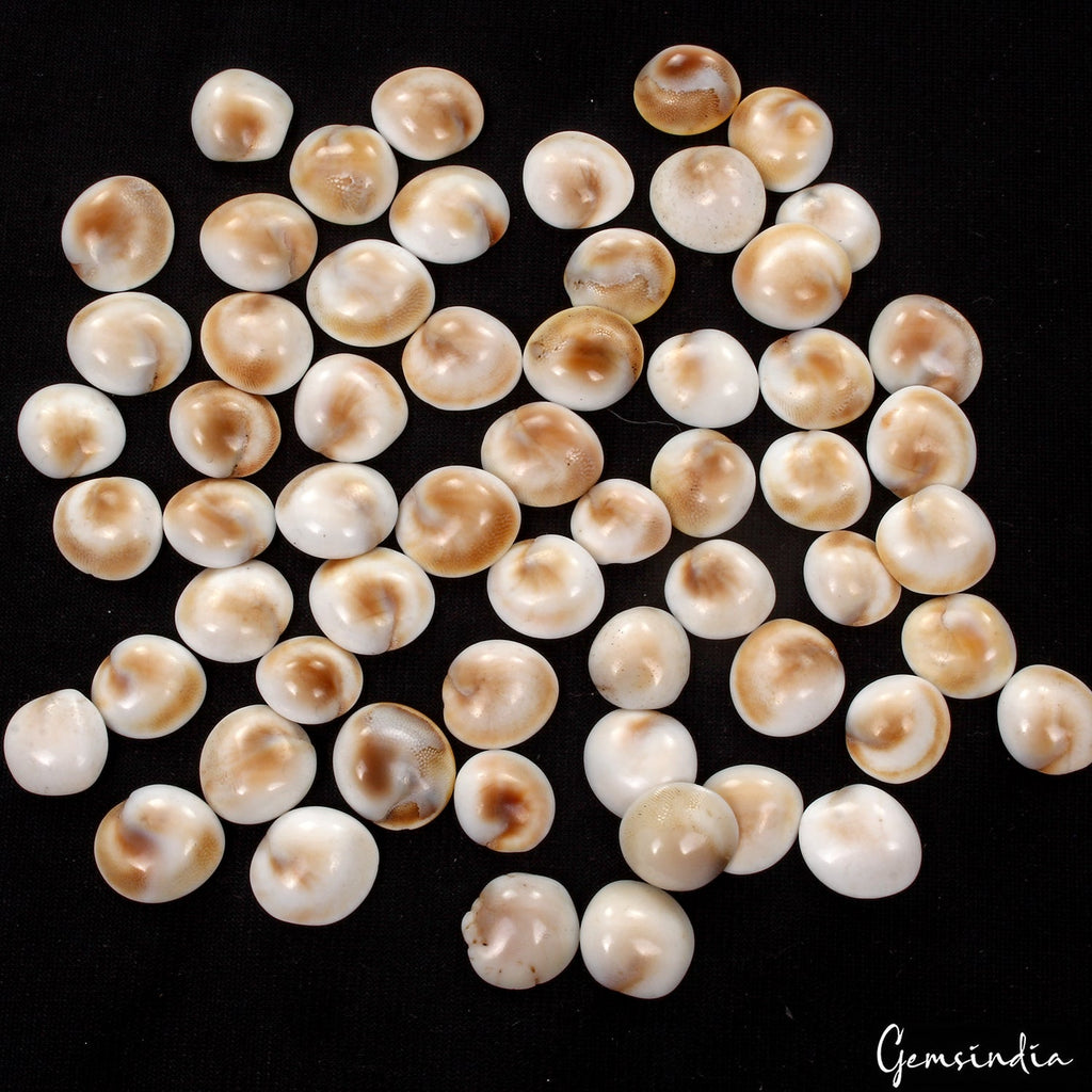 220 Ct/59 Pcs Natural Gomti Chakra Shiva Eye Shell Cab Loose Wholesale Gemstones