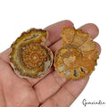 217 Ct Natural Untreated Brown Ammonite Fossil Cab Loose Jewelry Gemstones 2 Pcs