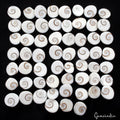 220 Ct/59 Pcs Natural Gomti Chakra Shiva Eye Shell Cab Loose Wholesale Gemstones