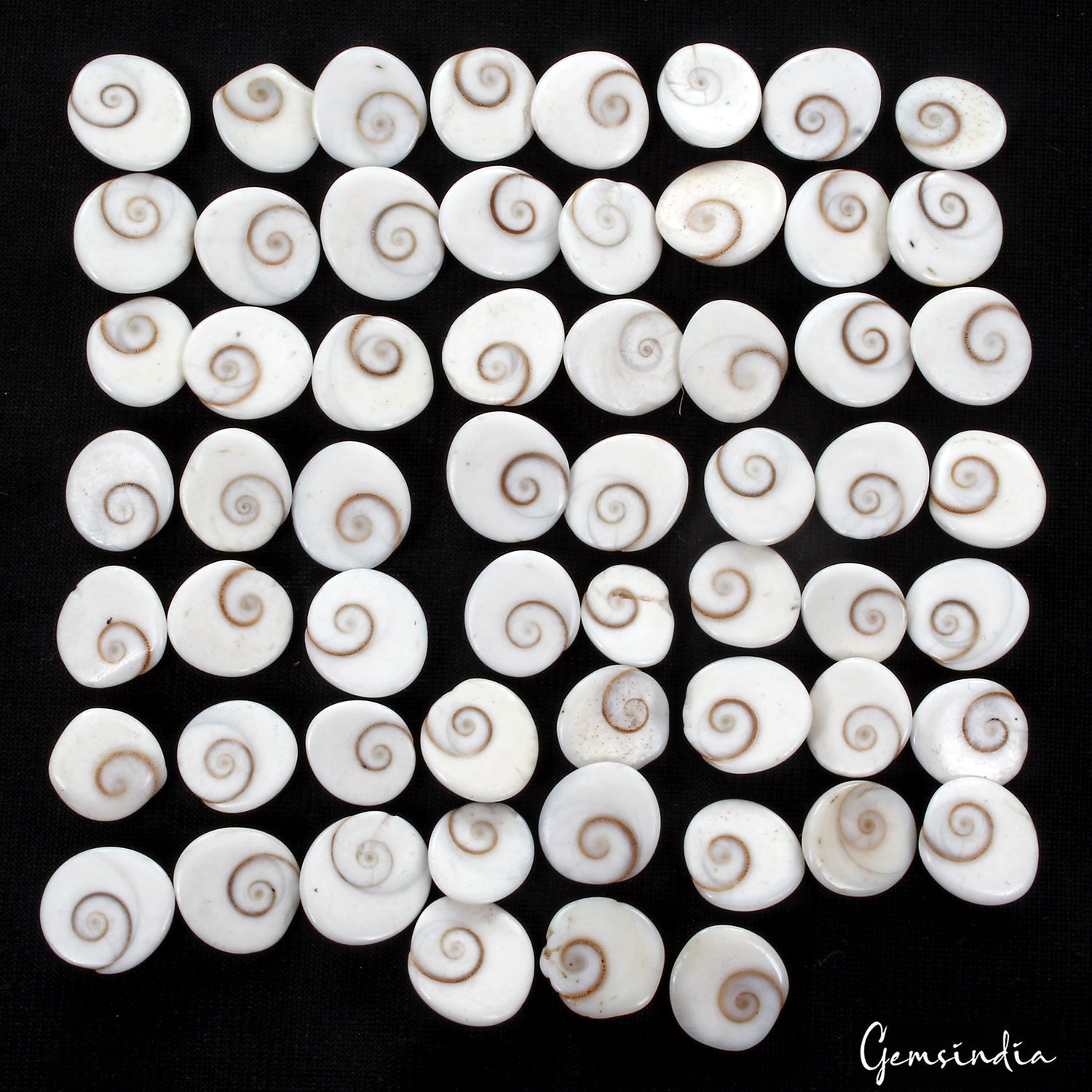 220 Ct/59 Pcs Natural Gomti Chakra Shiva Eye Shell Cab Loose Wholesale Gemstones