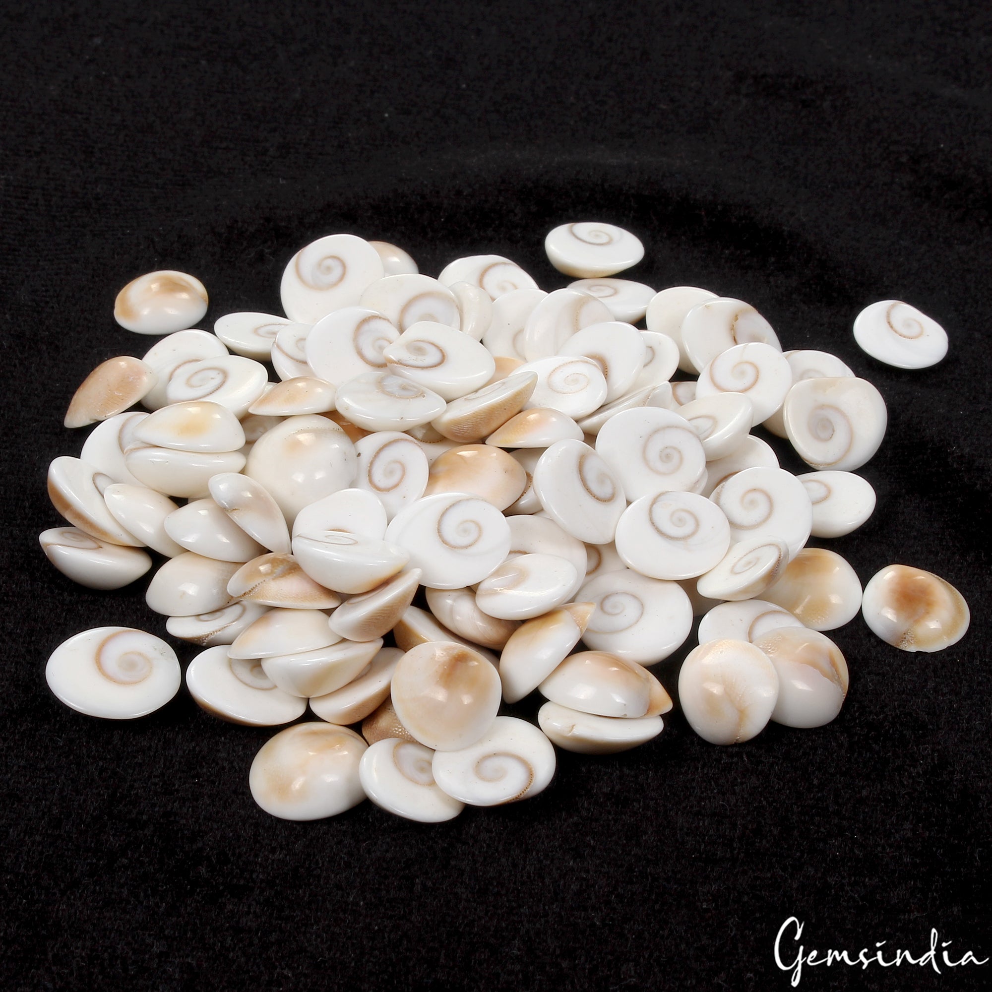 300 Ct/100 Pcs Natural Gomti Chakra Shiva Eye Shell Cab Loose Wholesale Gems Lot