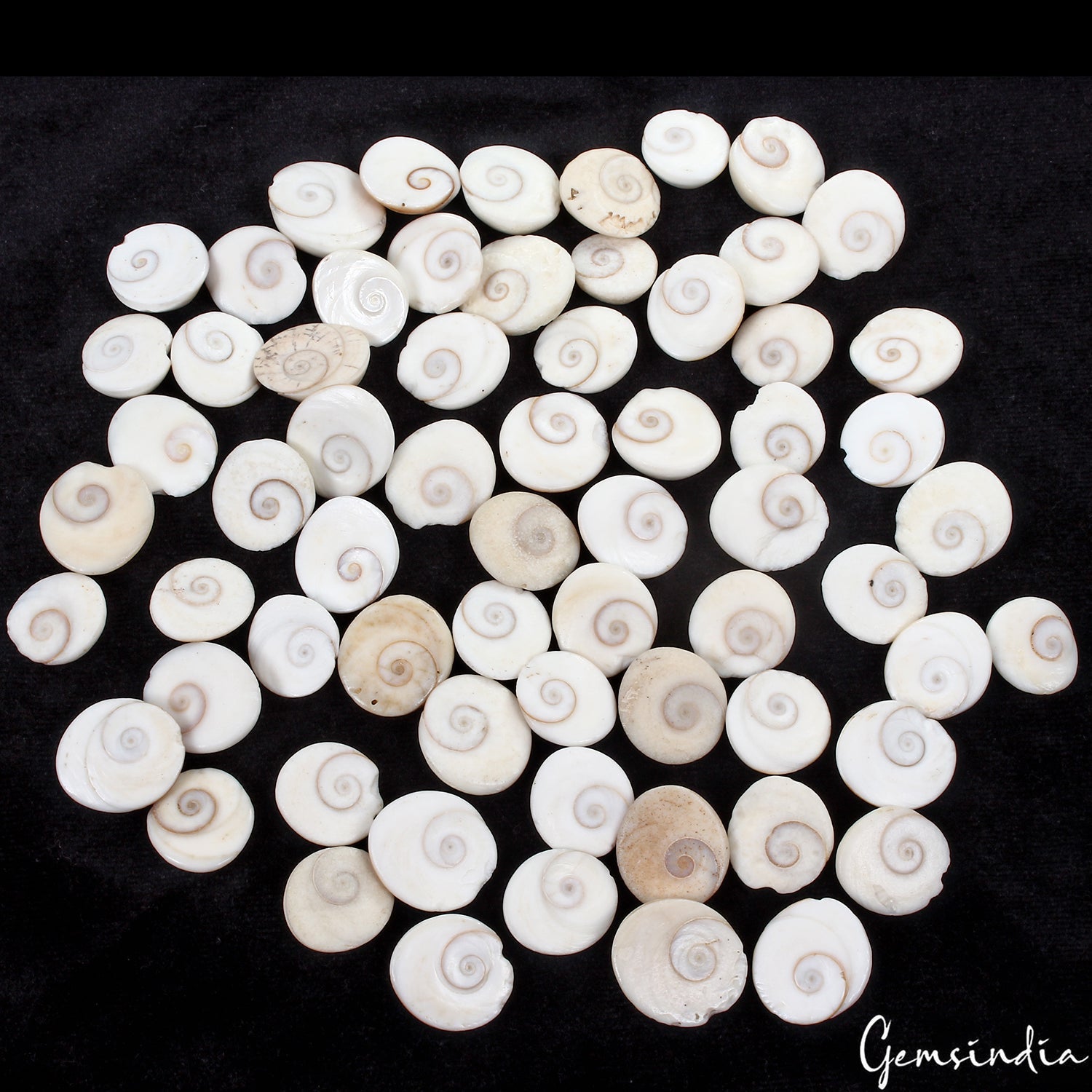 1000 Ct/66 Pcs Natural Untreated Gomti Chakra Shiva Eye Shell Cab Loose Gems Lot