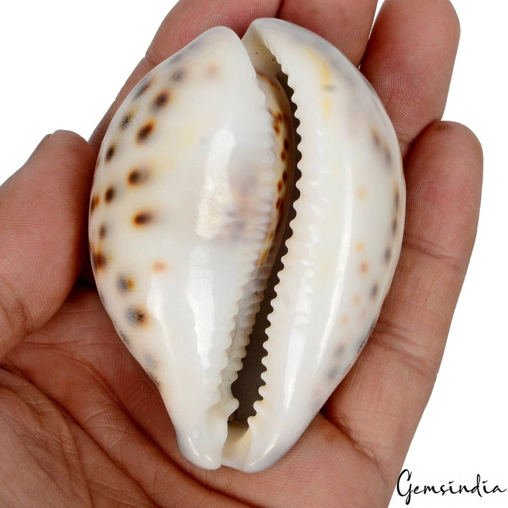 2.8” Cypraea Tigris Spotted Large Seashell Conch Craft Beach Decor Cowrie Shell