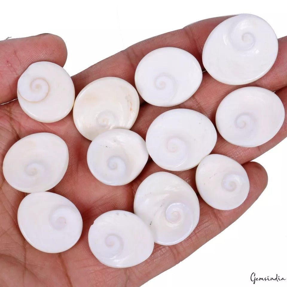 Gomti Chakra Lot, Cabochon, Untreated — 12 Pieces, 20mm to 27mm, 300 Ct