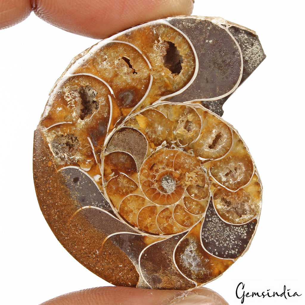 134 Cts Natural Untreated Brown Ammonite Fossil Cab Loose Rare Gem For Pendant