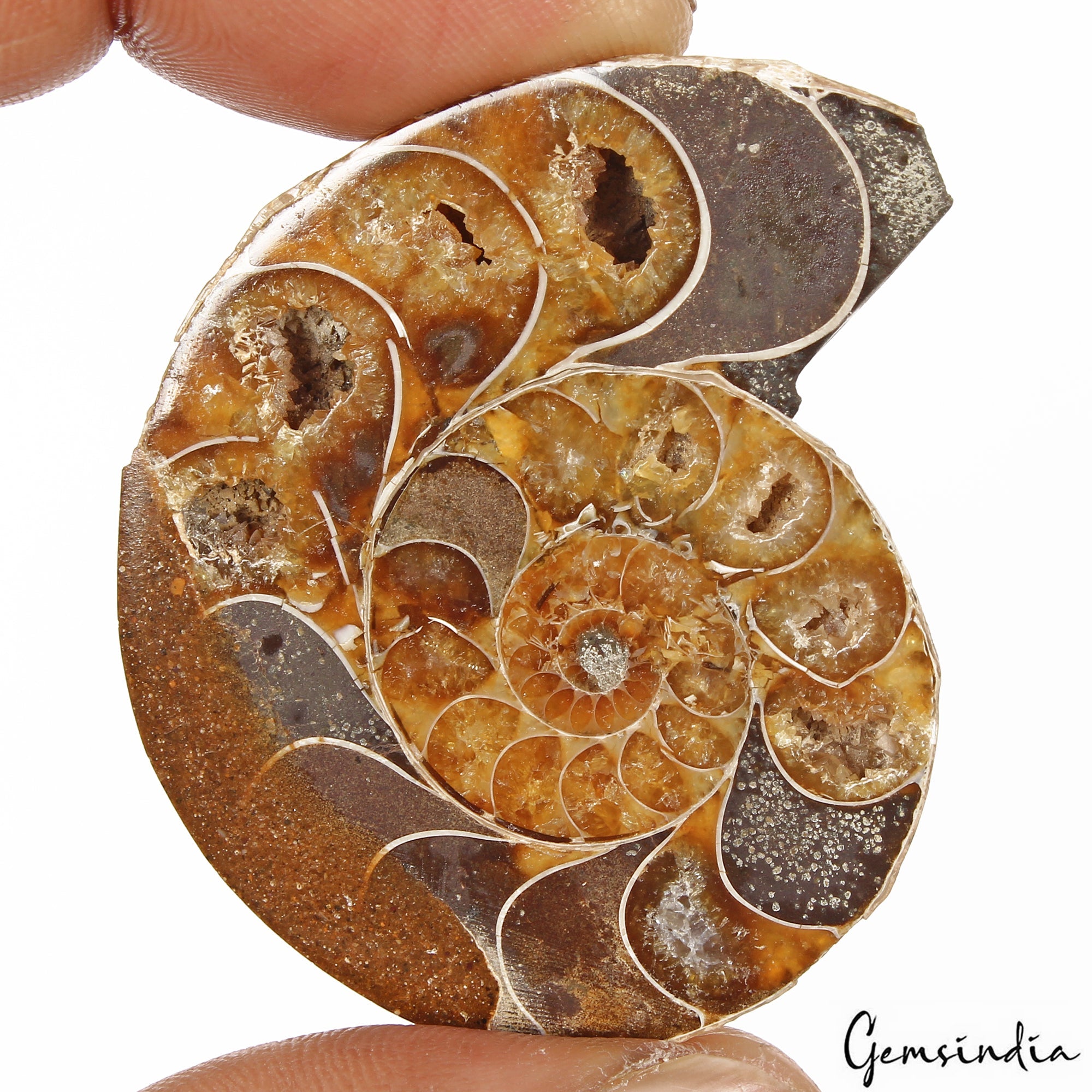 134 Cts Natural Untreated Brown Ammonite Fossil Cab Loose Rare Gem For Pendant