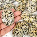 1 Kg Dalmation Jasper Crystal Palm Sones Polished Natural Gemstones Healing 16Pc