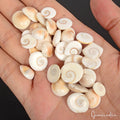 Gomti Chakra Lot, Loose Gemstone, White — 32 Pieces, 9mm to 16mm, 150.00 Ct
