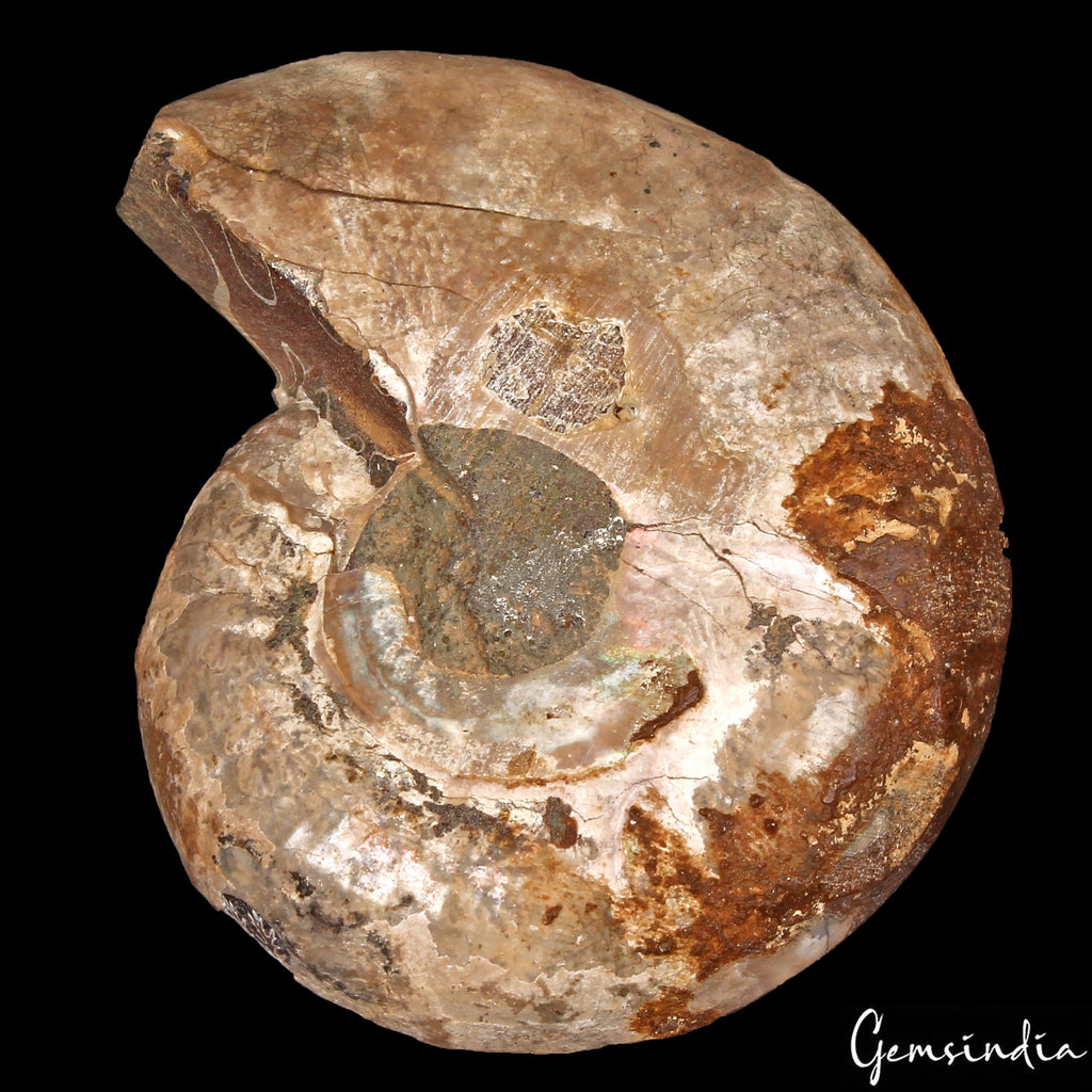 134 Cts Natural Untreated Brown Ammonite Fossil Cab Loose Rare Gem For Pendant