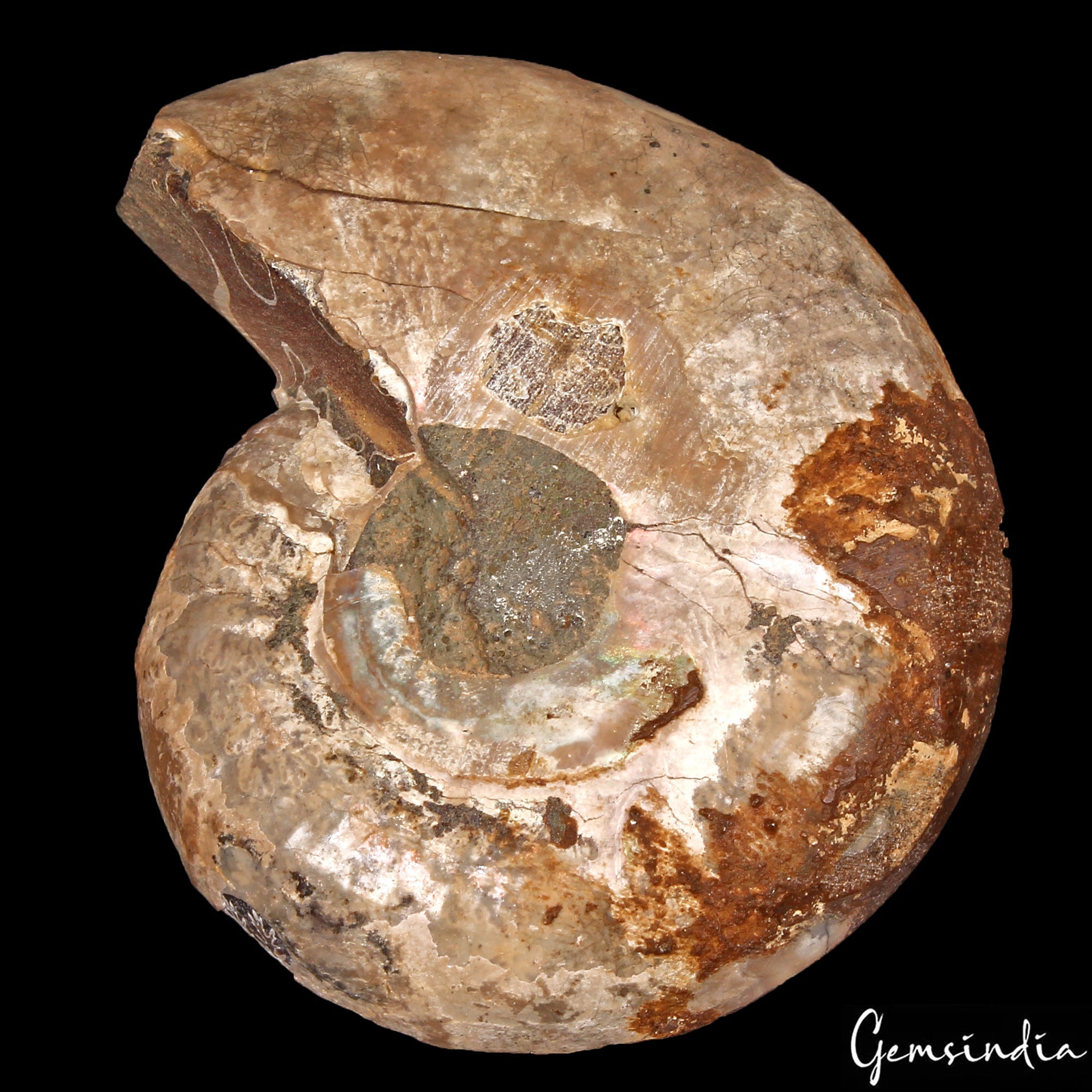134 Cts Natural Untreated Brown Ammonite Fossil Cab Loose Rare Gem For Pendant