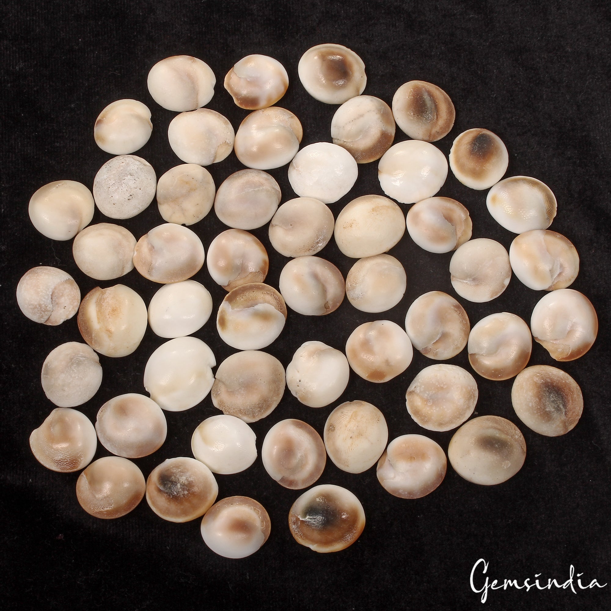 970 Ct Natural Gomti Chakra Shiva Eye Shell Loose Wholesale Loose Gemstone Lot
