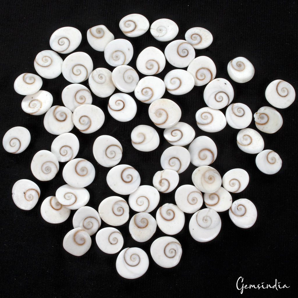 220 Ct/59 Pcs Natural Gomti Chakra Shiva Eye Shell Cab Loose Wholesale Gemstones