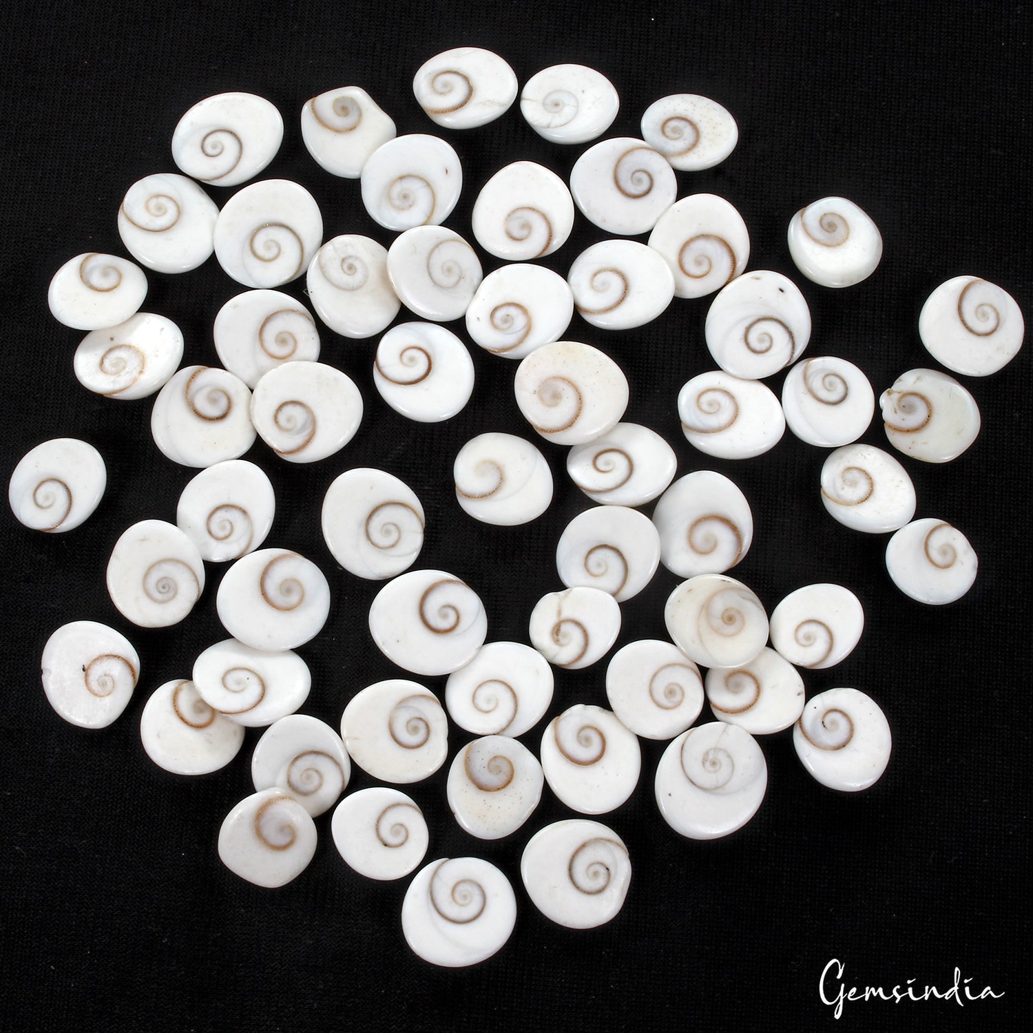 220 Ct/59 Pcs Natural Gomti Chakra Shiva Eye Shell Cab Loose Wholesale Gemstones