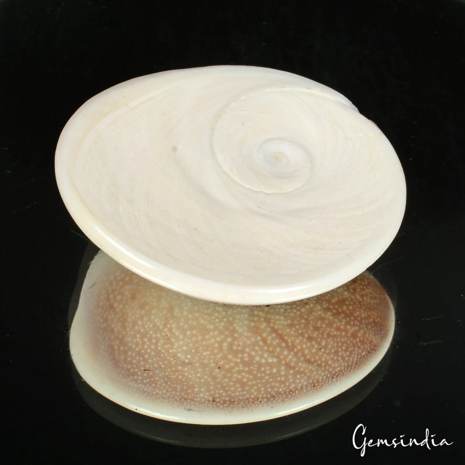 Gomti Chakra Cabochon, Untreated — 50 x 45 x 15mm, 226.90 Ct, India