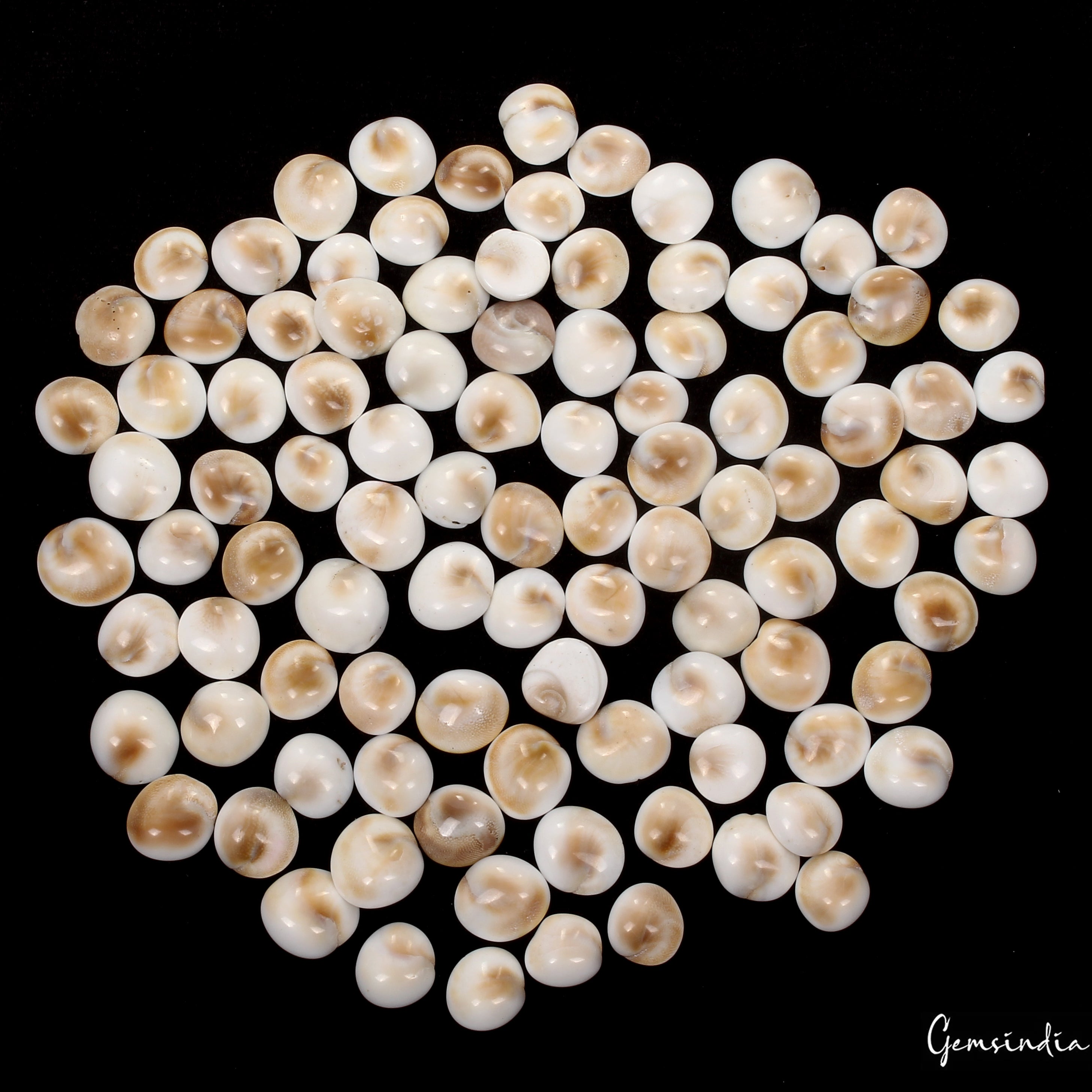 300 Ct/100 Pcs Natural Gomti Chakra Shiva Eye Shell Cab Loose Wholesale Gems Lot