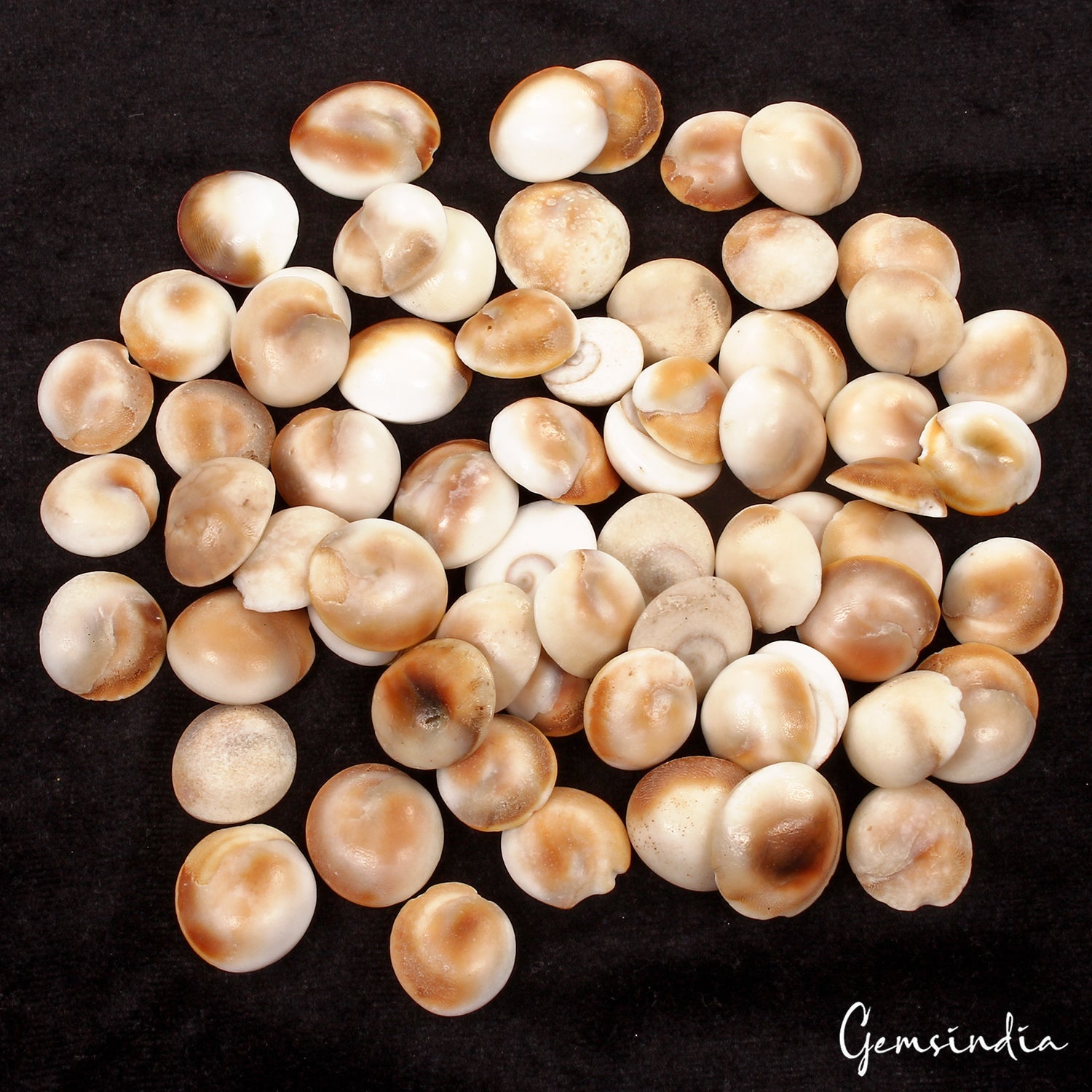1000 Ct/66 Pcs Natural Untreated Gomti Chakra Shiva Eye Shell Cab Loose Gems Lot