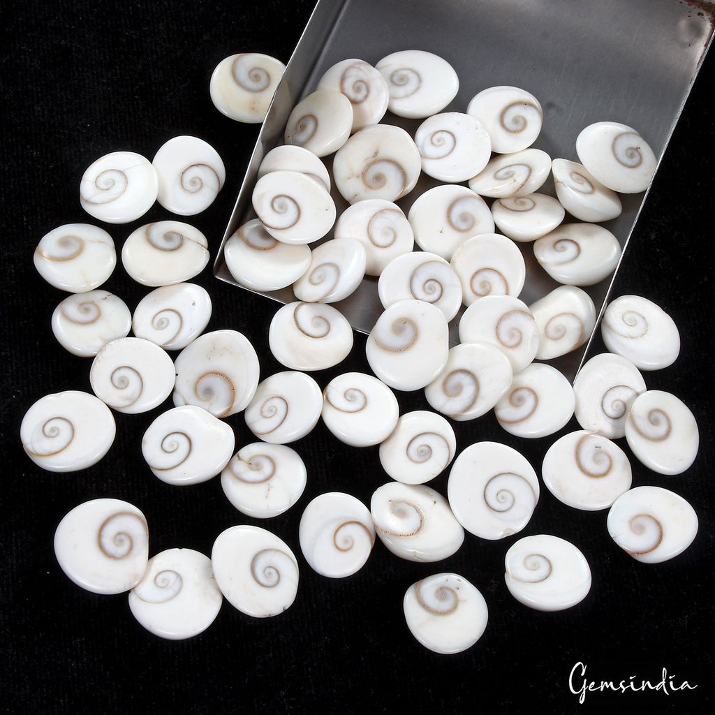 500 Ct/53 Pcs Natural Untreated Gomti Chakra Shiva Eye Shell Cab Loose Gems Lot