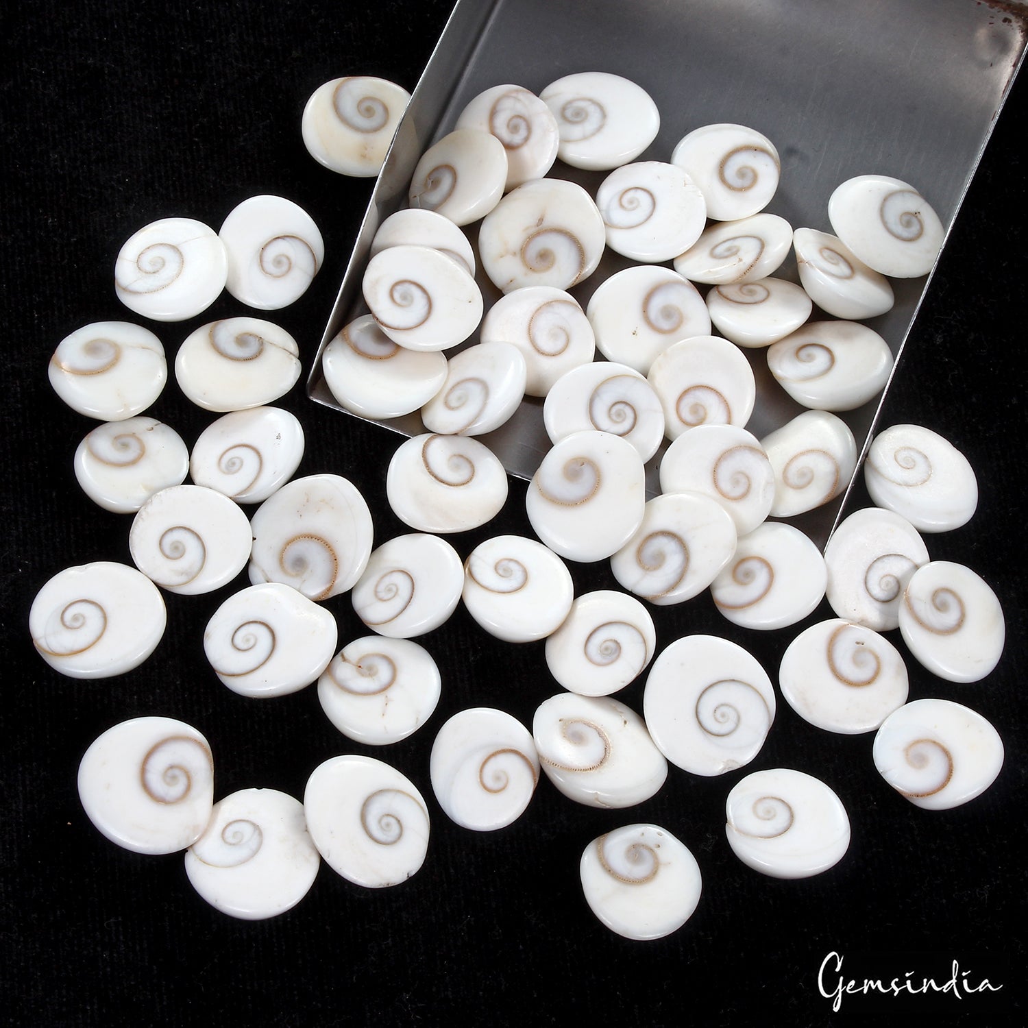 500 Ct/53 Pcs Natural Untreated Gomti Chakra Shiva Eye Shell Cab Loose Gems Lot