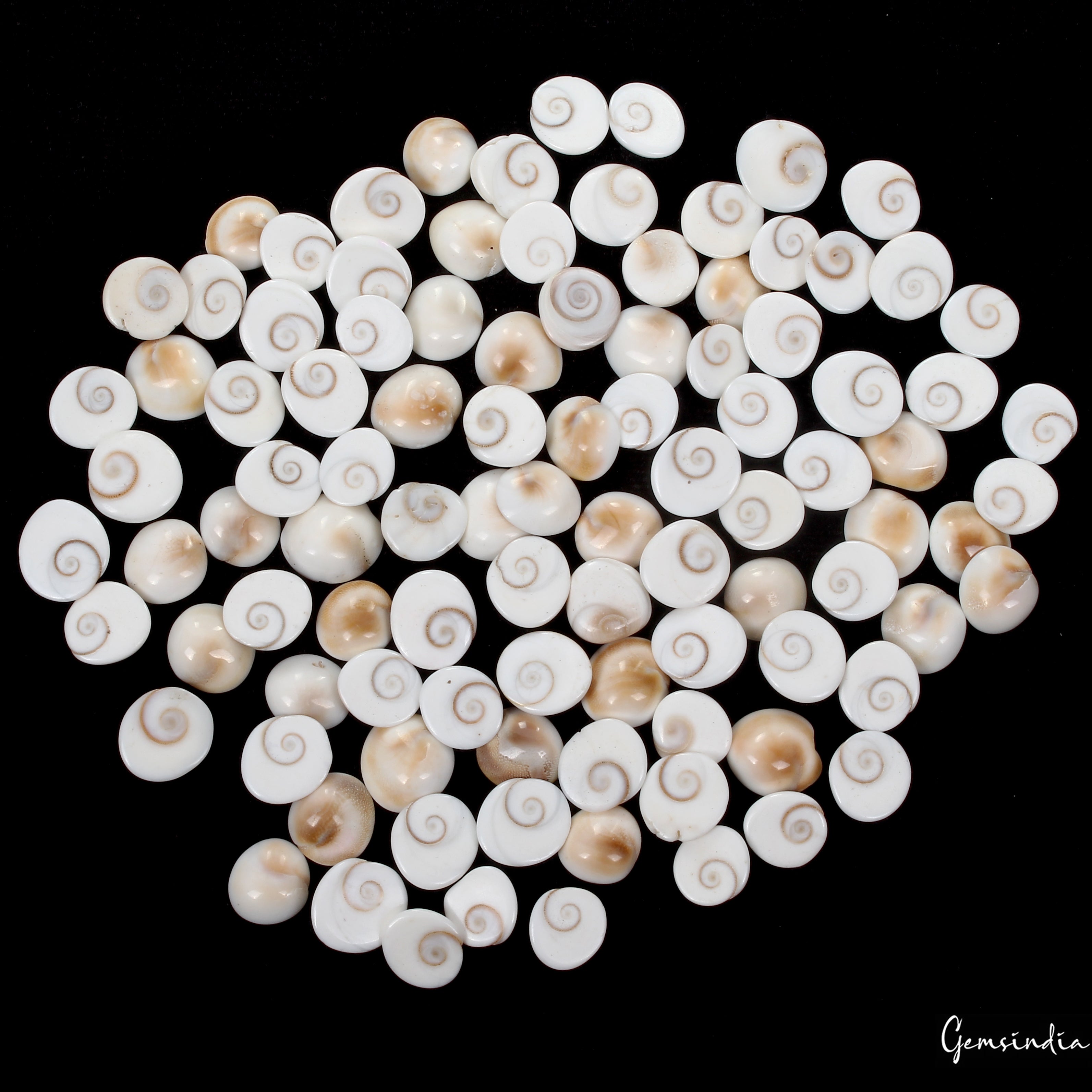 300 Ct/100 Pcs Natural Gomti Chakra Shiva Eye Shell Cab Loose Wholesale Gems Lot
