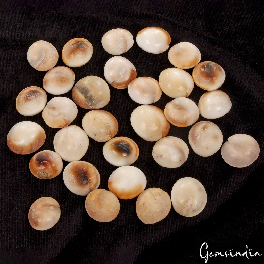 30 Pcs 760 Ct Untreated Natural Gomti Chakra Shiva Eye Shell Cab Loose Gemstones