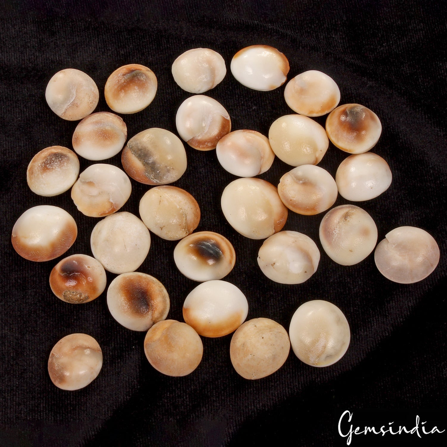 30 Pcs 760 Ct Untreated Natural Gomti Chakra Shiva Eye Shell Cab Loose Gemstones