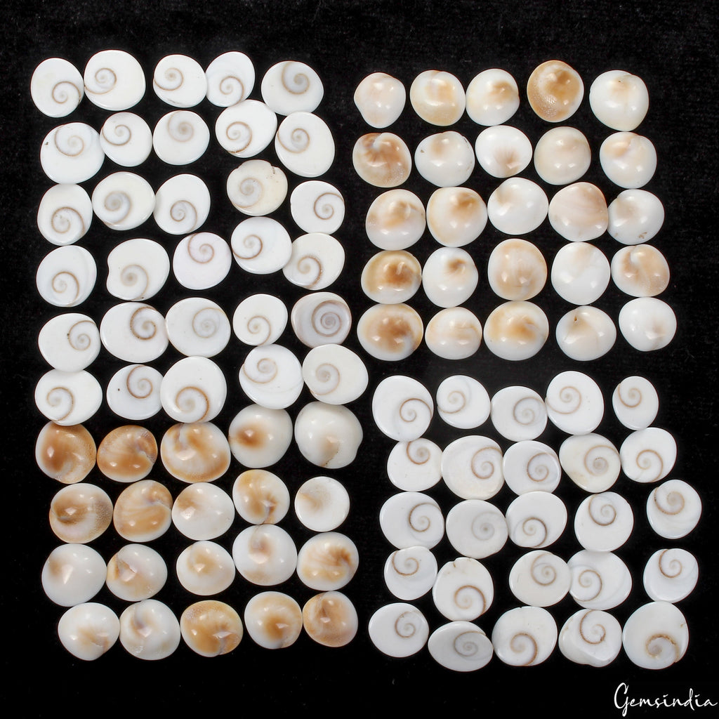 300 Ct/100 Pcs Natural Gomti Chakra Shiva Eye Shell Cab Loose Wholesale Gems Lot